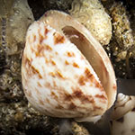 Pectinidae 01